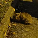 Foto de gato encontrado en Grenoble