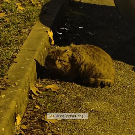 Foto 1/1 Gato encontrado Encontrado en Grenoble