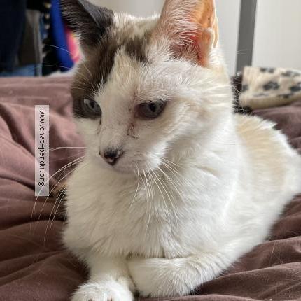 Foto 1/1 Gato encontrado Perdido en Bayonne