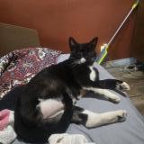 Foto de gato encontrado en Margate