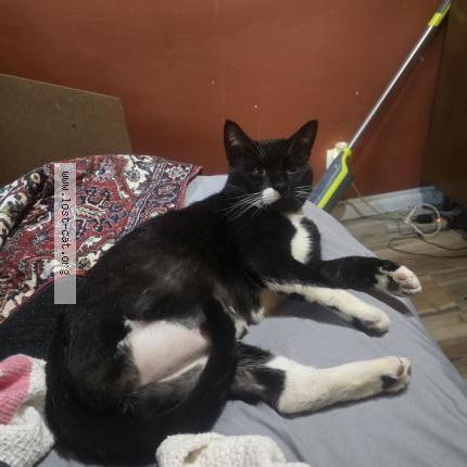 Foto 1/1 Gato encontrado Encontrado en Margate