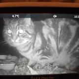 Foto de gato encontrado en Brent