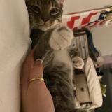 Foto del gato perdido en Kissimmee