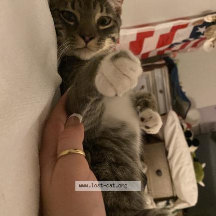 Foto 1/1 Jasper Chat perdido en Kissimmee