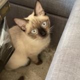 Foto del gato perdido en Tonneins