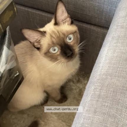 Foto 1/1 Light Chat perdido en Tonneins