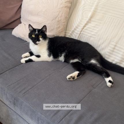 Foto 1/1 Neko Chat perdido en Nancy