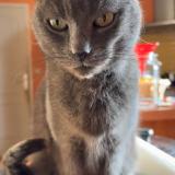 Foto del gato perdido en Loiron Ruille