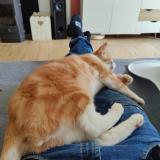 Foto del gato perdido en Saubrigues