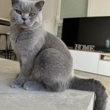 Foto del gato perdido en Castelnau Le Lez