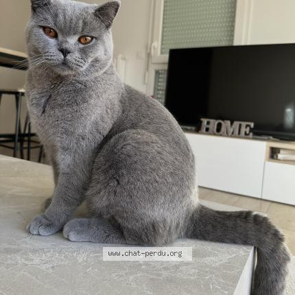 Foto 1/2 Ziggy Chat perdido en Castelnau le lez