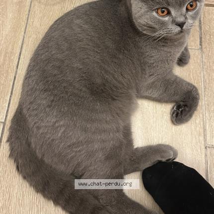 Foto 2/2 Ziggy Chat perdido en Castelnau le lez