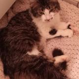 Foto del gato perdido en Boucherville