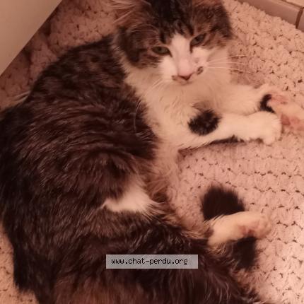 Foto 1/1 Mimine Chat perdido en Boucherville