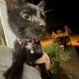 Foto de gato encontrado en Hopkins