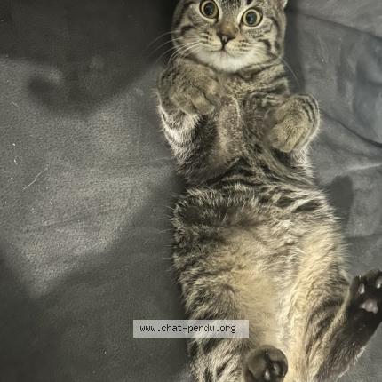 Foto 1/1 Tom Gerard Chat perdido en Gleize