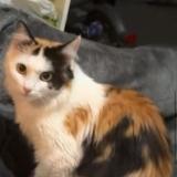 Foto del gato perdido en Annemasse