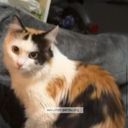 Foto 1/1 Syria Chat perdido en Annemasse