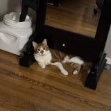 Foto del gato perdido en Houston