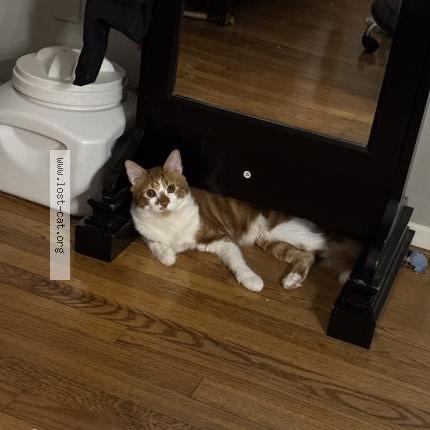 Foto 1/1 Michi Chat perdido en Houston