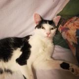 Foto del gato perdido en Artenay