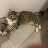 Foto de gato encontrado en Grande Synthe