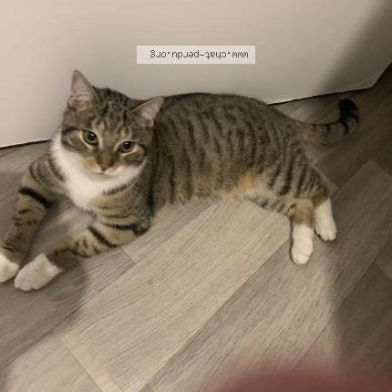 Foto 1/1 Gato encontrado Encontrado en Grande synthe