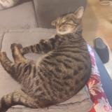 Foto del gato perdido en La Chapelle Saint Luc