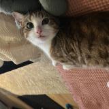 Foto del gato perdido en Flins Sur Seine