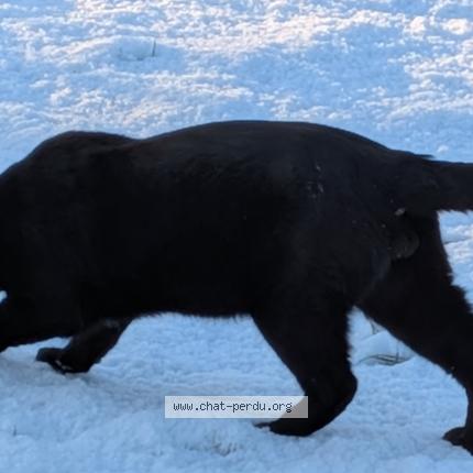 Foto 1/1 Valhalla Chat perdido en Pornic