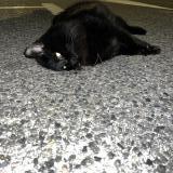 Foto de gato encontrado en Saint Mandrier Sur Mer