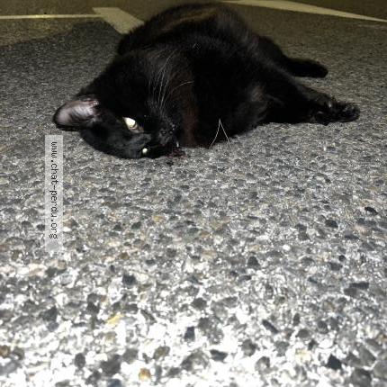 Foto 1/1 Gato encontrado Encontrado en Saint mandrier sur mer