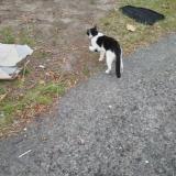 Foto del gato perdido en Roubaix