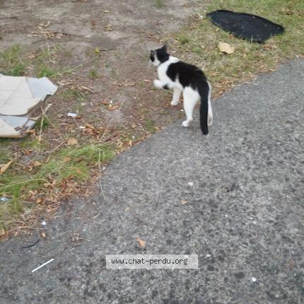 Foto 1/1 speeder Chat perdido en Roubaix