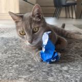 Foto del gato perdido en Challans