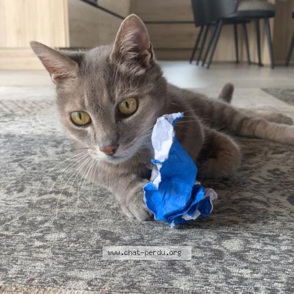 Foto 1/1 FANTA Chat perdido en Challans