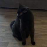 Foto del gato perdido en Saint Lys