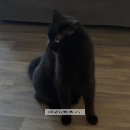 Foto 1/1 Mimine Chat perdido en Saint lys