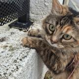 Foto del gato perdido en Nice