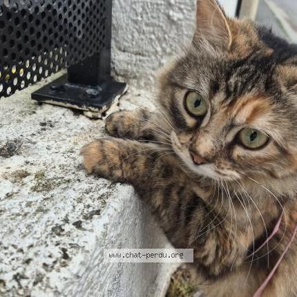 Foto 1/1 Magali Rinero Chat perdido en Nice