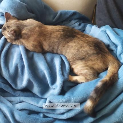 Foto 1/1 Dovah Chat perdido en Meylan