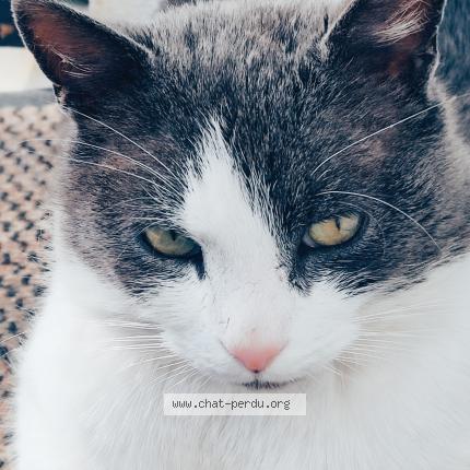 Foto 1/1 Felix Chat perdido en Combs la ville