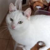 Foto del gato perdido en Killem