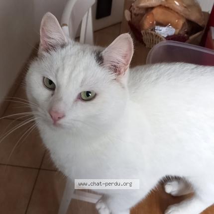 Foto 1/1 Mickey Chat perdido en Killem