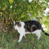 Foto del gato perdido en Chambery