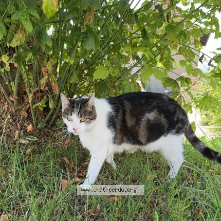 Foto 1/1 Osko Chat perdido en Chambery