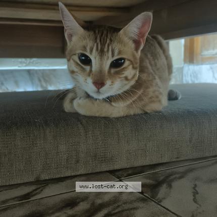 Foto 1/1 Coffee Chat perdido en Hyderabad