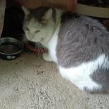 Foto de gato encontrado en Le Fenouiller