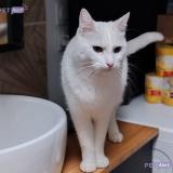 Foto del gato perdido en Saint Louet Sur Seulles