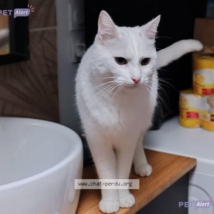 Foto 1/1 Pidgin Chat perdido en Saint louet sur seulles